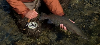 Gentle release Gentle release