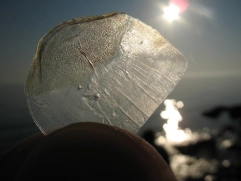 Scale of a mullet Scale of a mullet