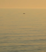 Porpoise were hunting Porpoise were hunting