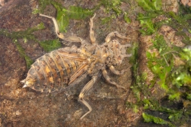 Dragonfly nymph Dragonfly nymph