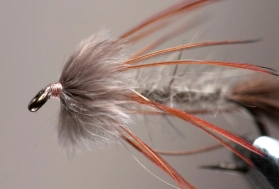 Sparrow nymph Sparrow nymph