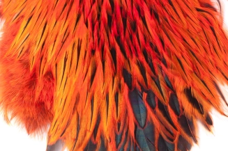 Orange badger Orange badger