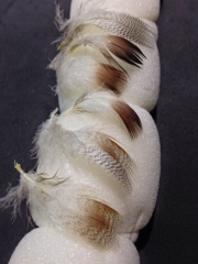 Individual feathers Individual feathers