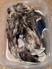 Large Mallard Large Mallard