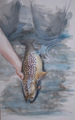 Brown trout Brown trout