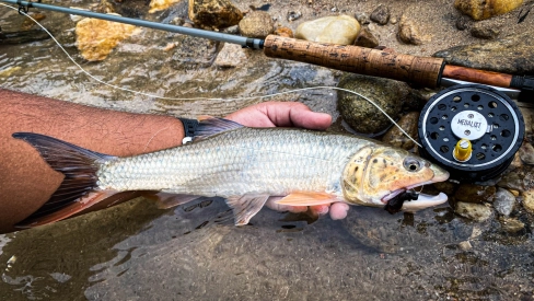 A very trout-like fish A very trout-like fish