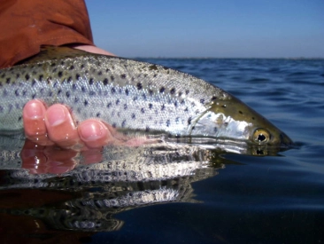 Being there Being there