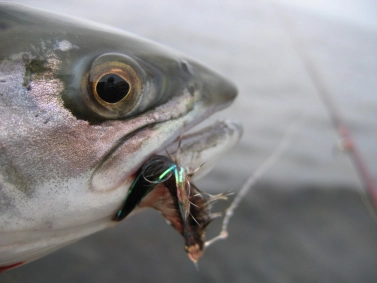 Fish will chew your fly... hopefully Fish will chew your fly... hopefully