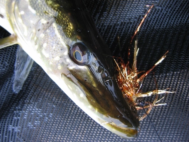 A fly shredder A fly shredder