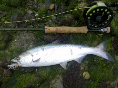 Small king salmon Small king salmon