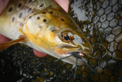 Micro X trout Micro X trout