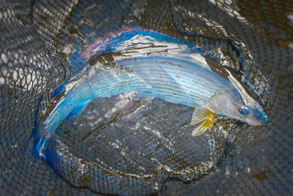 Taff grayling Taff grayling