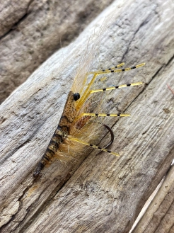 In profile In profile