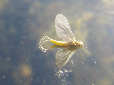 Casualty Dun BWO Casualty Dun BWO