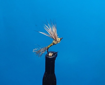 Sparkle Dun size 20 Sparkle Dun size 20