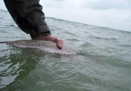 Ready to release Ready to release