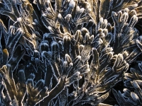 Frozen sea weed Frozen sea weed