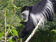 Colobus monkey Colobus monkey