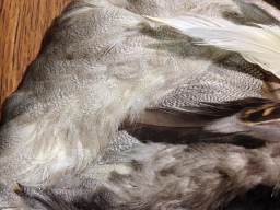 Mallard feathers Mallard feathers