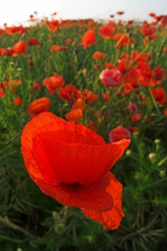Poppy time is mullet time Poppy time is mullet time