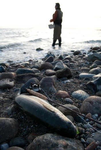 A mullet day A mullet day