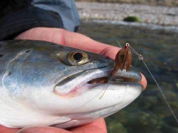 Another one bites Another one bites