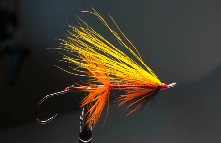 Tropical Sparrow Intruder Tropical Sparrow Intruder