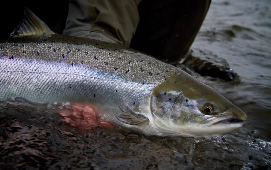 A hard fighting Scottish springer, the ultimate prize A hard fighting Scottish springer, the ultimate prize