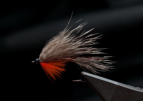 Coxy Streamer Coxy Streamer