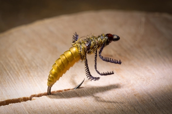 Hydropsyche Hydropsyche