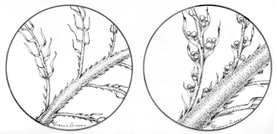 CDC details CDC details