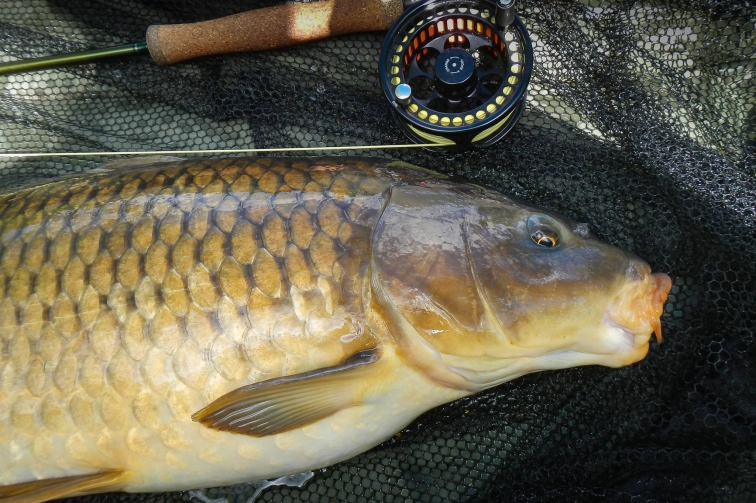 Carp on a Pipette Hopper Carp on a Pipette Hopper