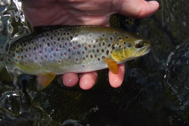 A Shrimp eater A Shrimp eater