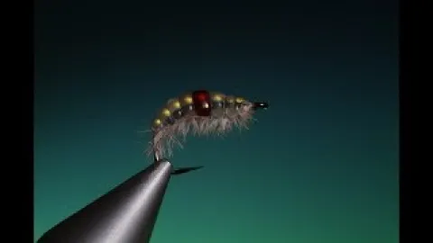 Video thumb for Melt Glue Gammarus