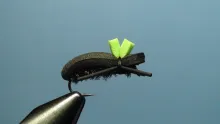 Video thumb for Rubber Legged Beetle 