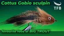 Video thumb for Cottus Gobi Sculpin