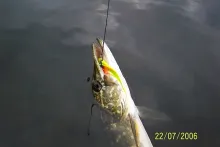 User submitted picture: mini predator perfection ...