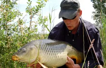 User submitted picture: The bonefish of the lowla...
