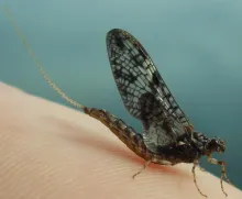 User submitted picture: Patagonian mayfly 