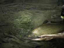 User submitted picture: A nice Grayling from the ...