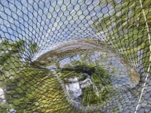 User submitted picture: Fish in net
