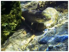 User submitted picture: trout trout in the fresh ...