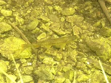 User submitted picture: Small but beautifull Brow...