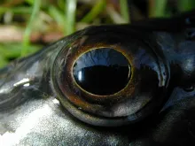 User submitted picture: The eye of Esox Lucius.