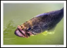 User submitted picture: Bass 