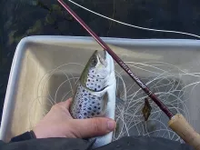 User submitted picture: Small Seatrout will be re...