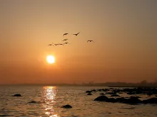 User submitted picture: Swans in orange 