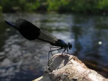 User submitted picture: Blue Metal Jacket