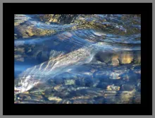 User submitted picture: nikonF70