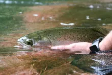 User submitted picture: A Rainbow ready for relea...